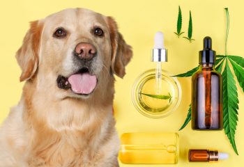 Best CBD Products For Dogs With Cancer