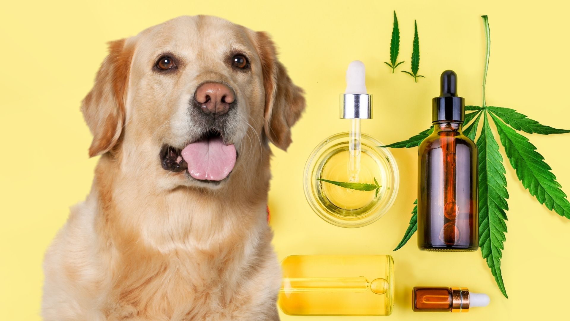 Best CBD Products For Dogs With Cancer