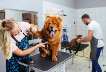 Coral Springs pet grooming