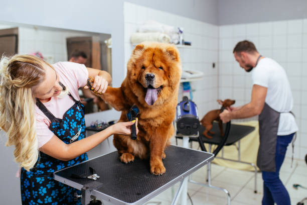 Coral Springs pet grooming